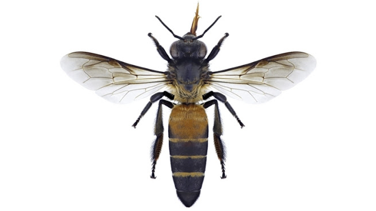 APIS DORSATA